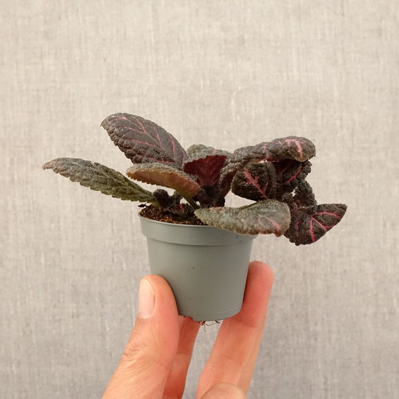 Exemplar von Episcia Pink Acajou Mini-Pflanze wie im Frühjahr geliefert