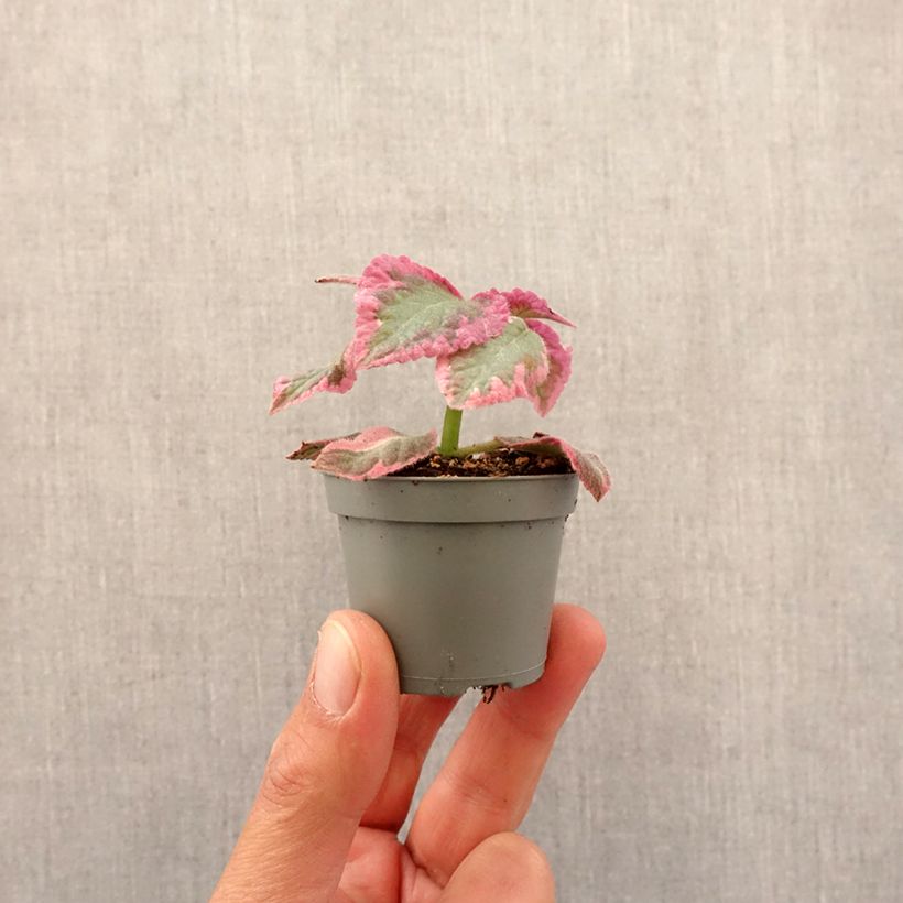 Exemplar von Episcia Pink Brocade Mini-Pflanze wie im Frühjahr geliefert