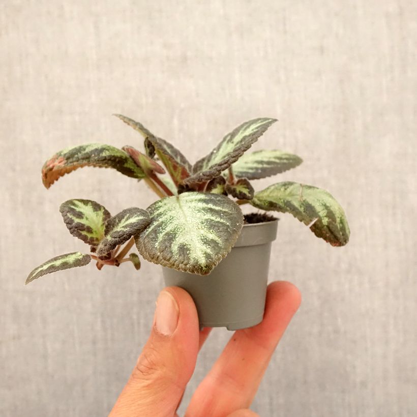 Example of Episcia Silver Shield Mini-Pflanze as you get in printemps