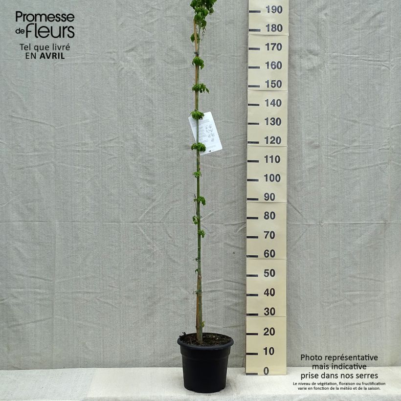 Example of Acer negundo - Eschen-Ahorn Topf mit 7,5L/10L as you get in printemps