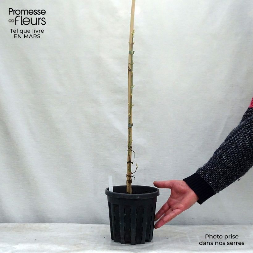 Exemplar von Eschen-Ahorn Flamingo - Acer negundo Topf mit 3L/4L wie im Frühjahr geliefert