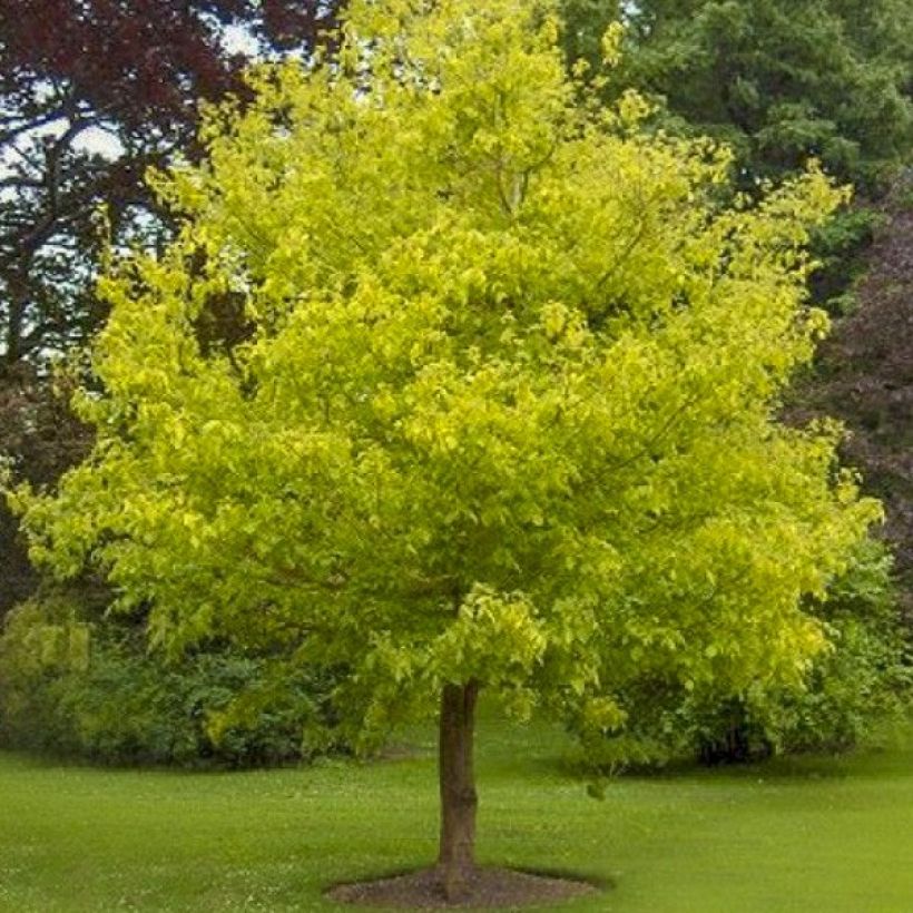 Eschen-Ahorn Kelly's Gold - Acer negundo (Wuchs)