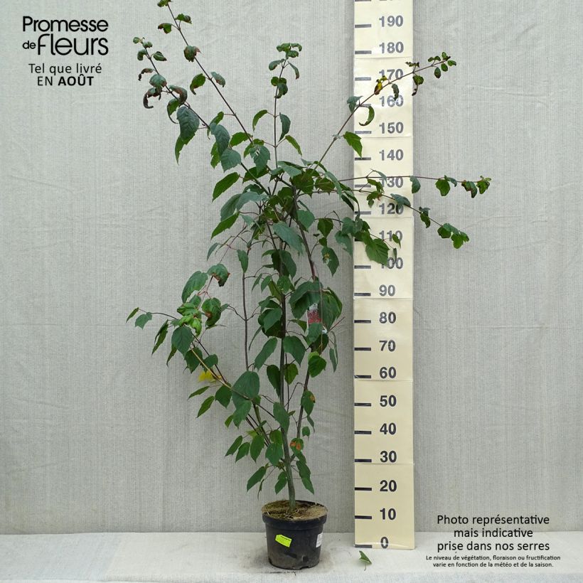 Exemplar von Roter Schlangenhaut-Ahorn - Acer capillipes Topf mit 7,5L/10L, Stämmchen wie im Sommer geliefert