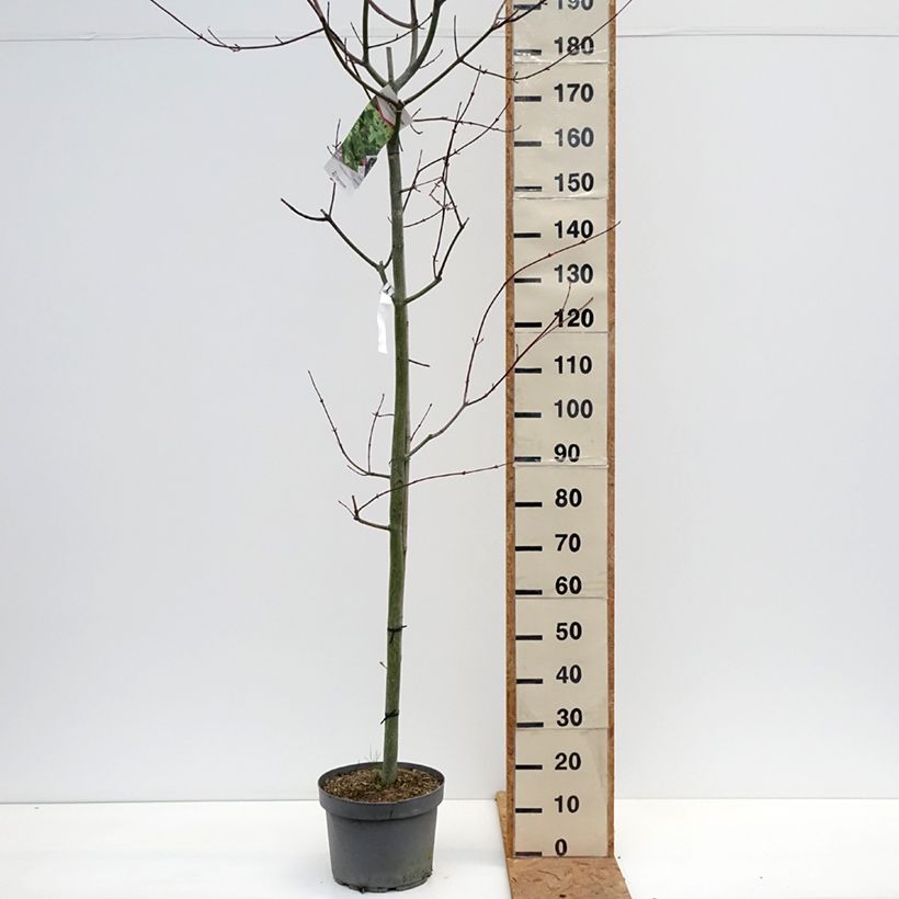 Exemplar von Roter Schlangenhaut-Ahorn - Acer capillipes Topf mit 7,5L/10L, Stämmchen wie im Herbst geliefert