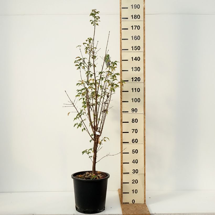Exemplar von Zimt-Ahorn - Acer griseum Topf mit 20L/25L wie im Herbst geliefert