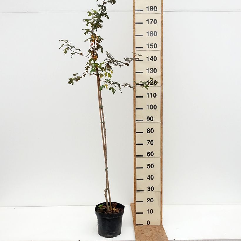 Exemplar von Feld-Ahorn Magic Spring - Acer campestre - Field Maple, Common Maple Topf mit 7,5L/10L, Stamm wie im Herbst geliefert