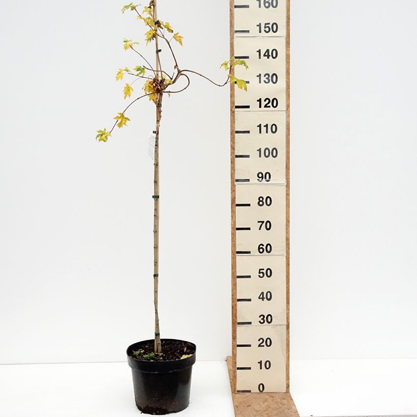 Exemplar von Feld-Ahorn Postelense - Acer campestre Topf mit 7,5L/10L, Stamm wie im Herbst geliefert