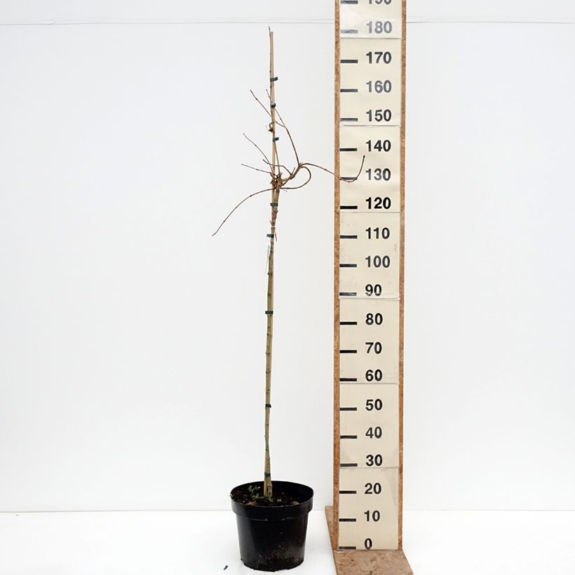 Example of Feld-Ahorn Postelense - Acer campestre Topf mit 7,5L/10L, Stamm as you get in hiver