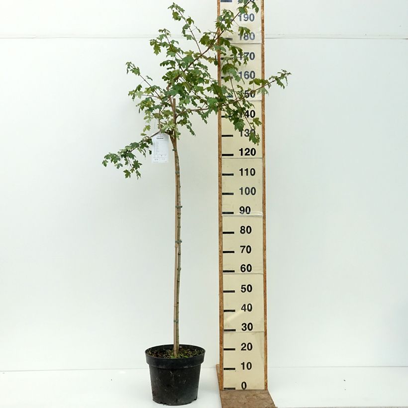 Exemplar von Feld-Ahorn - Acer campestre Pulverulentum Topf mit 7,5L/10L, Stamm wie im Sommer geliefert