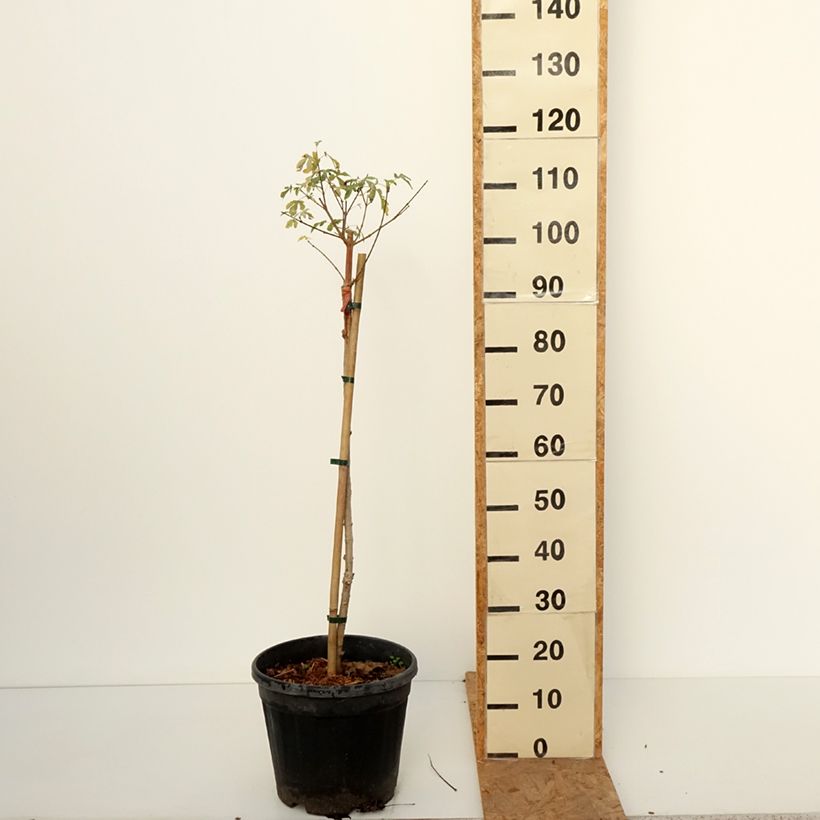 Exemplar von Feld-Ahorn  Silver Celebration - Acer campestre Topf mit 7,5L/10L, Stamm wie im Herbst geliefert