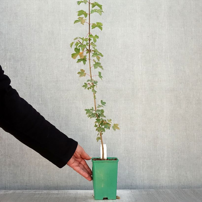 Exemplar von Erable de Montpellier - Acer monspessulanum Pot de 10 cm/11cm wie im Herbst geliefert