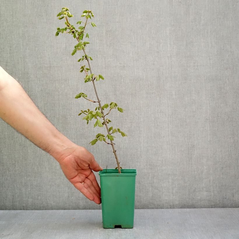 Example of Dreilappiger Ahorn - Acer monspessulanum Topf 10 cm/11cm as you get in printemps