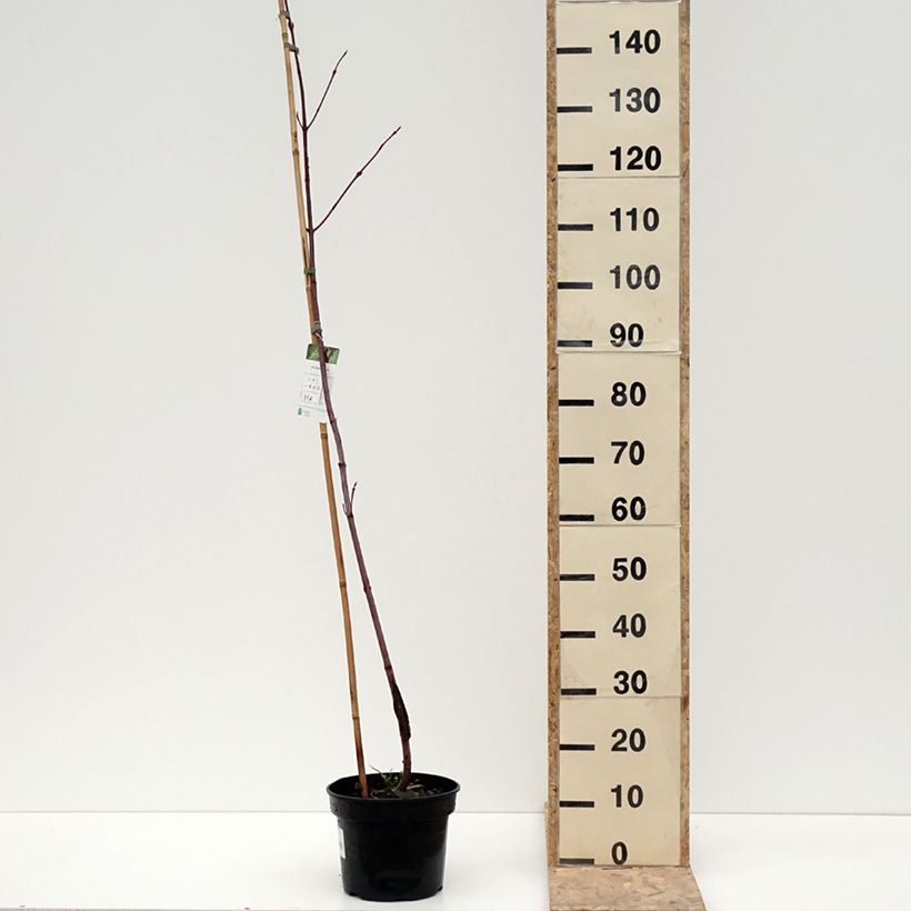Exemplar von Erable de Pennsylvanie - Acer pensylvanicum Pot de 4L/5L wie im Winter geliefert