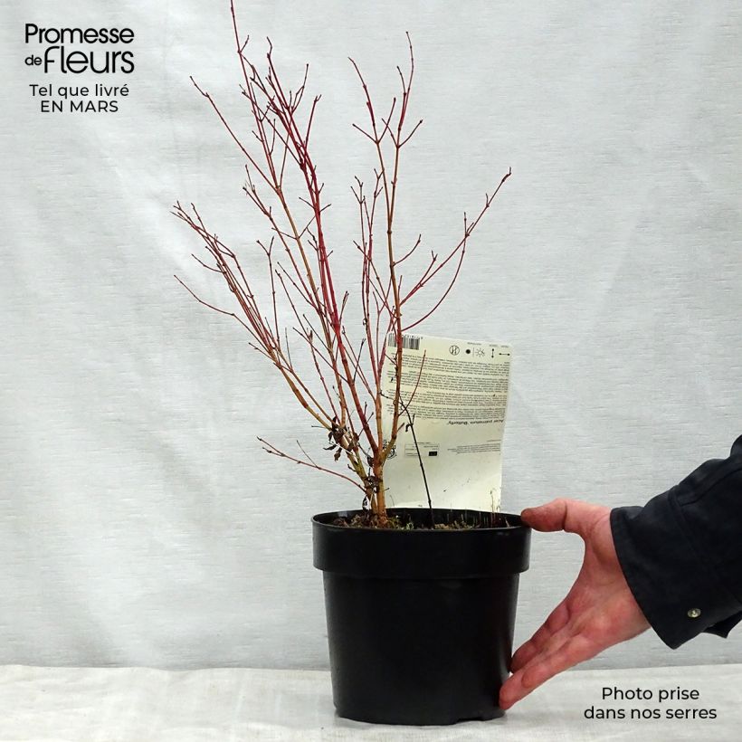 Example of Fächerahorn Butterfly - Acer palmatum Topf mit 2L/3L as you get in printemps