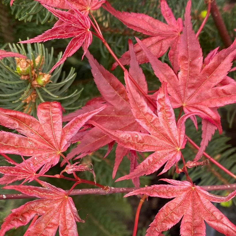 Fächerahorn Deshojo - Acer palmatum (Laub)