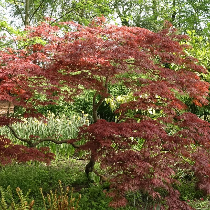Fächerahorn Dissectum Garnet - Acer palmatum (Wuchs)
