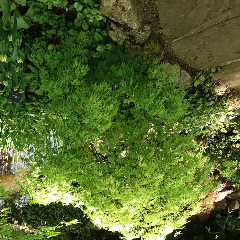 Fächerahorn Dissectum Viridis - Acer palmatum (Plant habit)