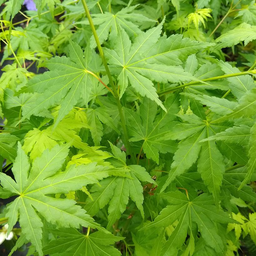 Fächerahorn Going Green - Acer palmatum (Laub)