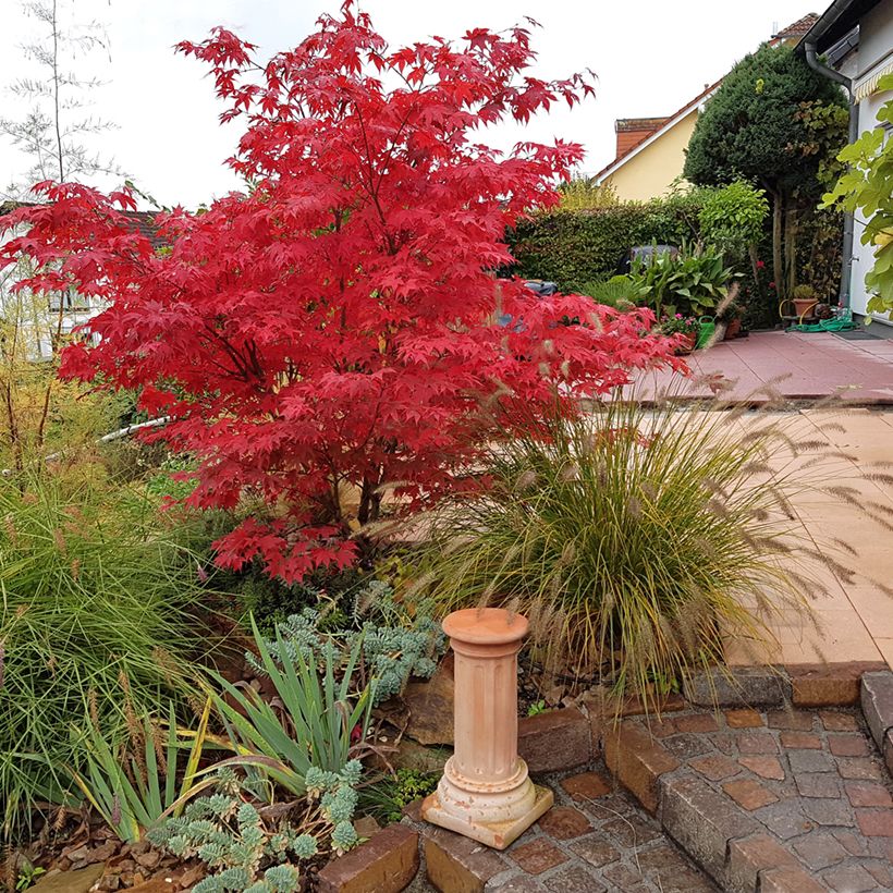 Fächerahorn Osakazuki - Acer palmatum (Wuchs)