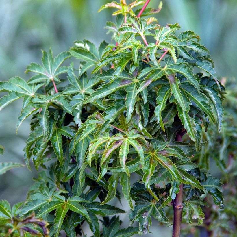 Fächerahorn Shishigashira - Acer palmatum (Laub)