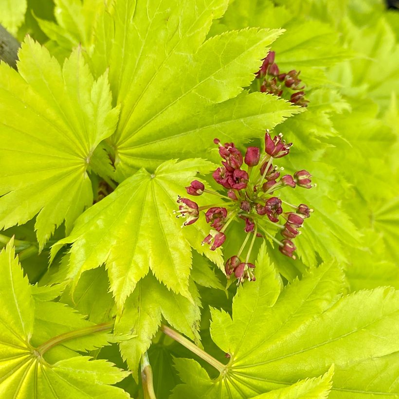 Japanischer Ahorn Aureum - Acer shirasawanum (Flowering)
