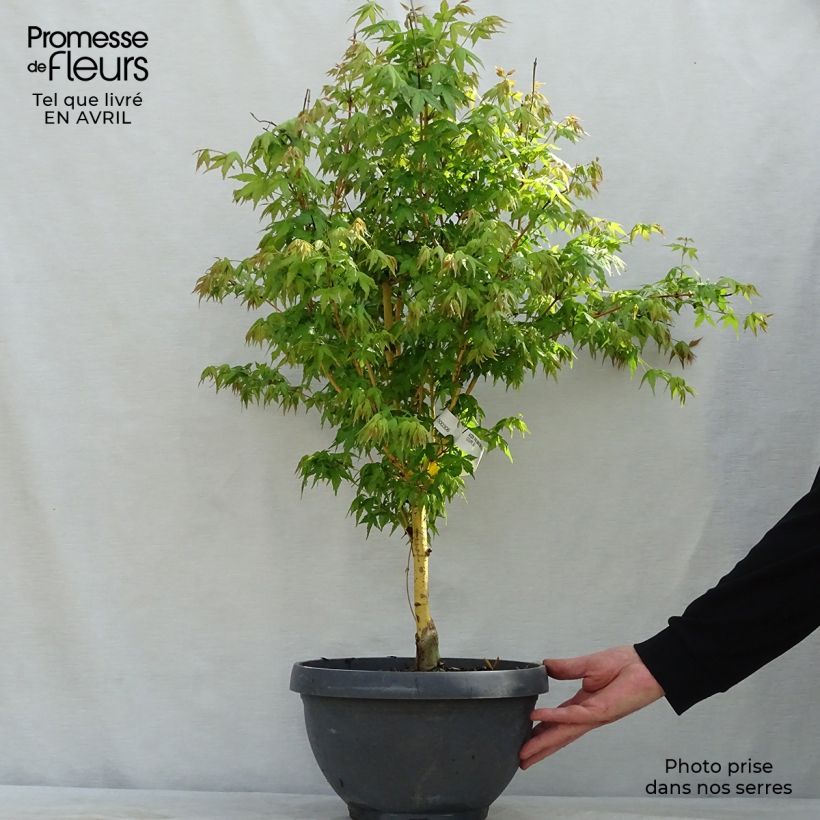 Exemplar von Fächerahorn Bi Hoo - Acer palmatum Becher 7,5L / 10L wie im Frühjahr geliefert