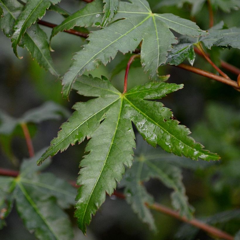 Fächerahorn - Acer palmatum (Laub)