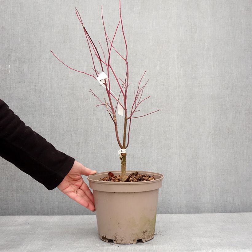 Exemplar von Erable du Japon - Acer palmatum Asahi Zuru Pot de 4L/5L wie im Winter geliefert