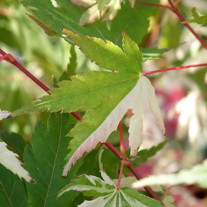 Fächerahorn Asahi Zuru - Acer palmatum (Laub)
