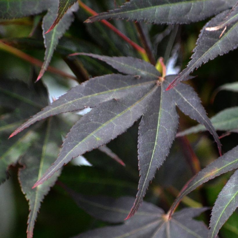 Fächerahorn Atropurpureum - Acer palmatum (Laub)