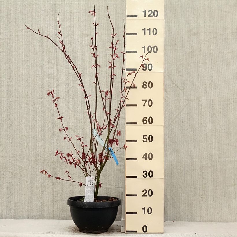 Exemplar von Fächerahorn Atropurpureum - Acer palmatum Topf mit 4L/5L wie im Frühjahr geliefert