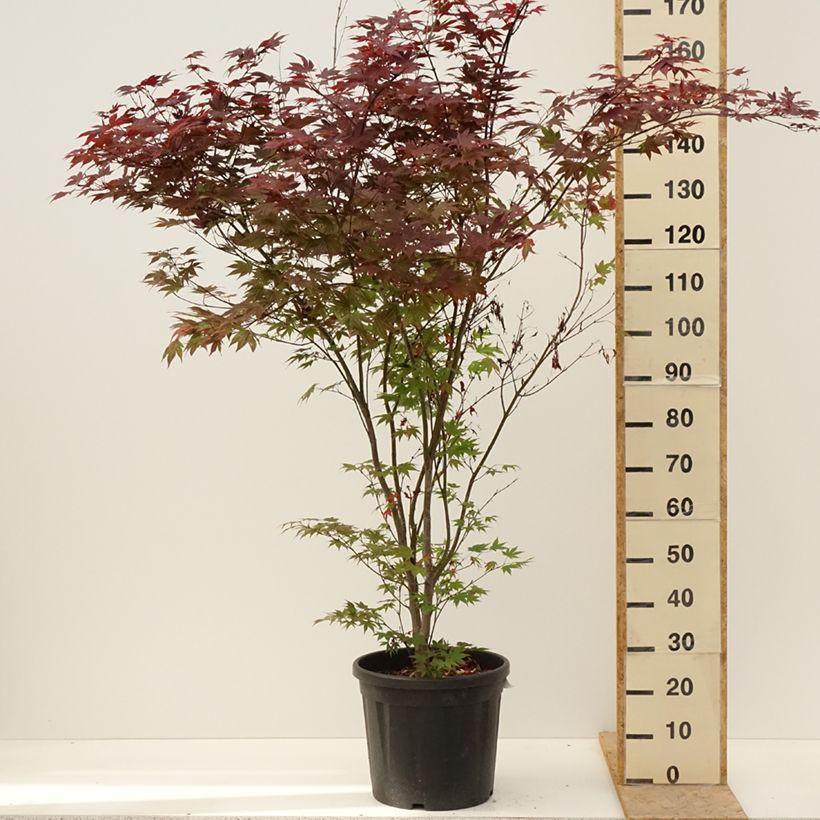 Exemplar von Fächerahorn Atropurpureum - Acer palmatum Topf mit 20L/25L wie im Frühjahr geliefert