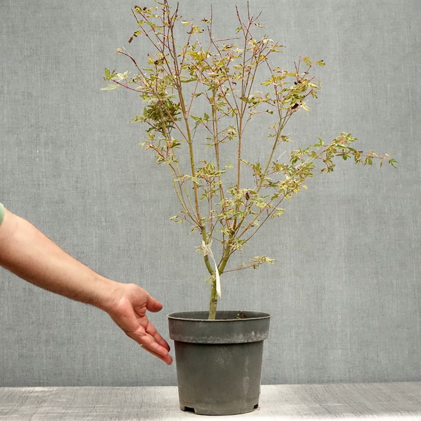 Exemplar von Fächerahorn Beni Shichihenge - Acer palmatum Topf mit 3L/4L wie im Sommer geliefert