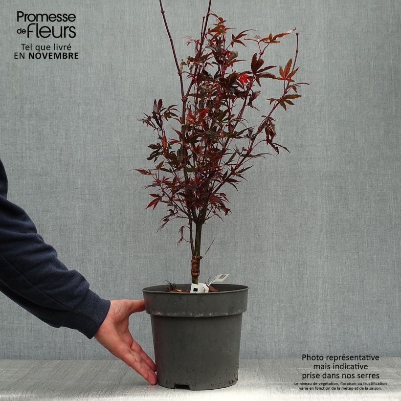 Exemplar von Erable du Japon - Acer palmatum Brandt’s Dwarf Pot de 4L/5L wie im Herbst geliefert
