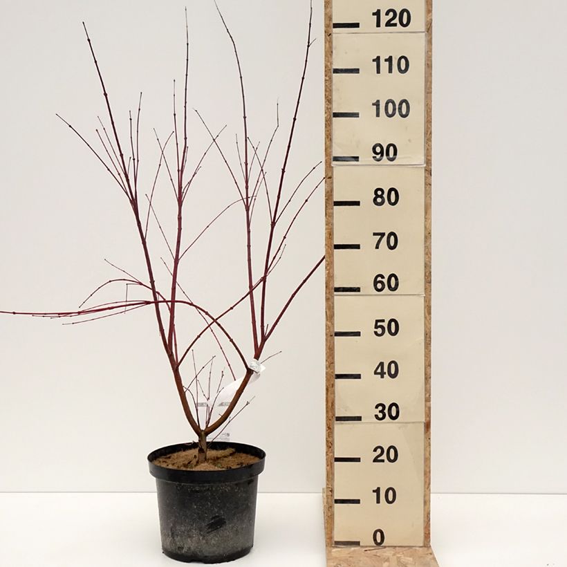 Exemplar von Fächerahorn Brown Sugar - Acer palmatum Topf mit 7,5L/10L wie im Winter geliefert
