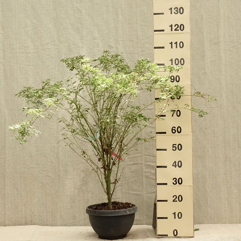 Exemplar von Fächerahorn Butterfly - Acer palmatum Topf mit 7,5L/10L wie im Sommer geliefert