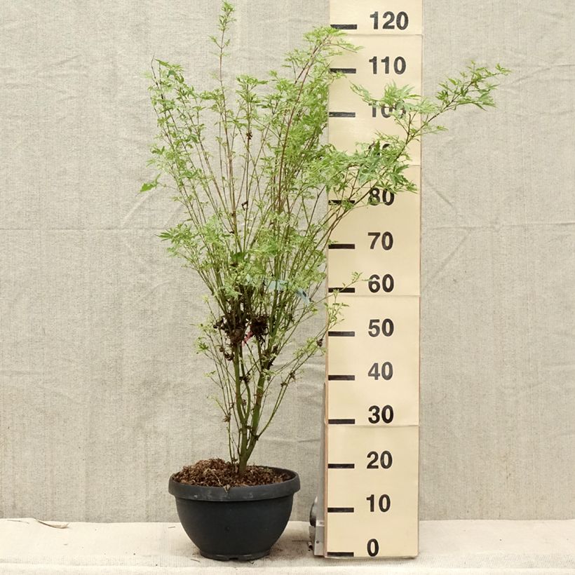 Example of Fächerahorn Butterfly - Acer palmatum Topf mit 7,5L/10L as you get in printemps