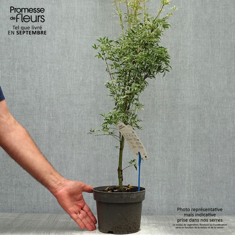 Exemplar von Fächerahorn Butterfly - Acer palmatum Topf mit 2L/3L wie im Herbst geliefert