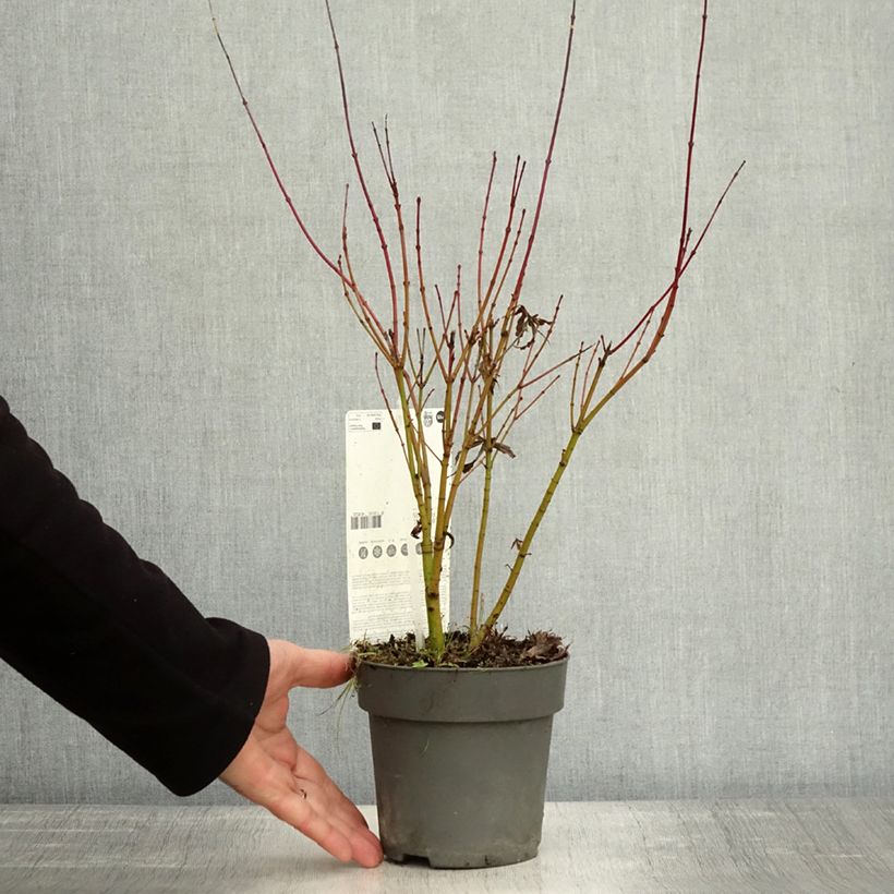 Exemplar von Fächerahorn Butterfly - Acer palmatum Topf 10 cm/11cm wie im Herbst geliefert
