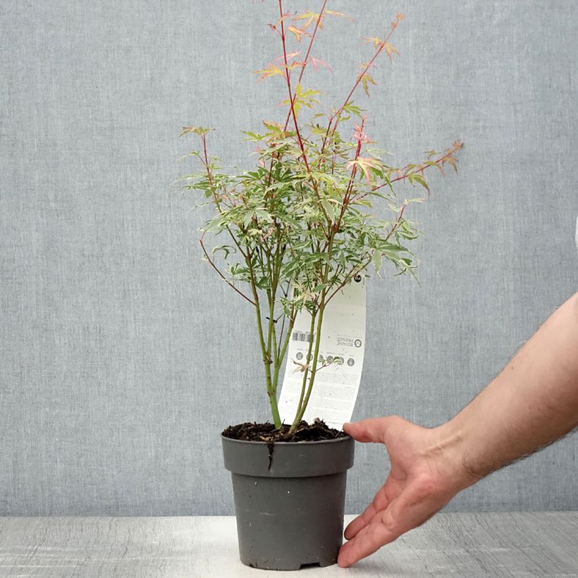 Exemplar von Fächerahorn Butterfly - Acer palmatum Topf 10 cm/11cm wie im Sommer geliefert