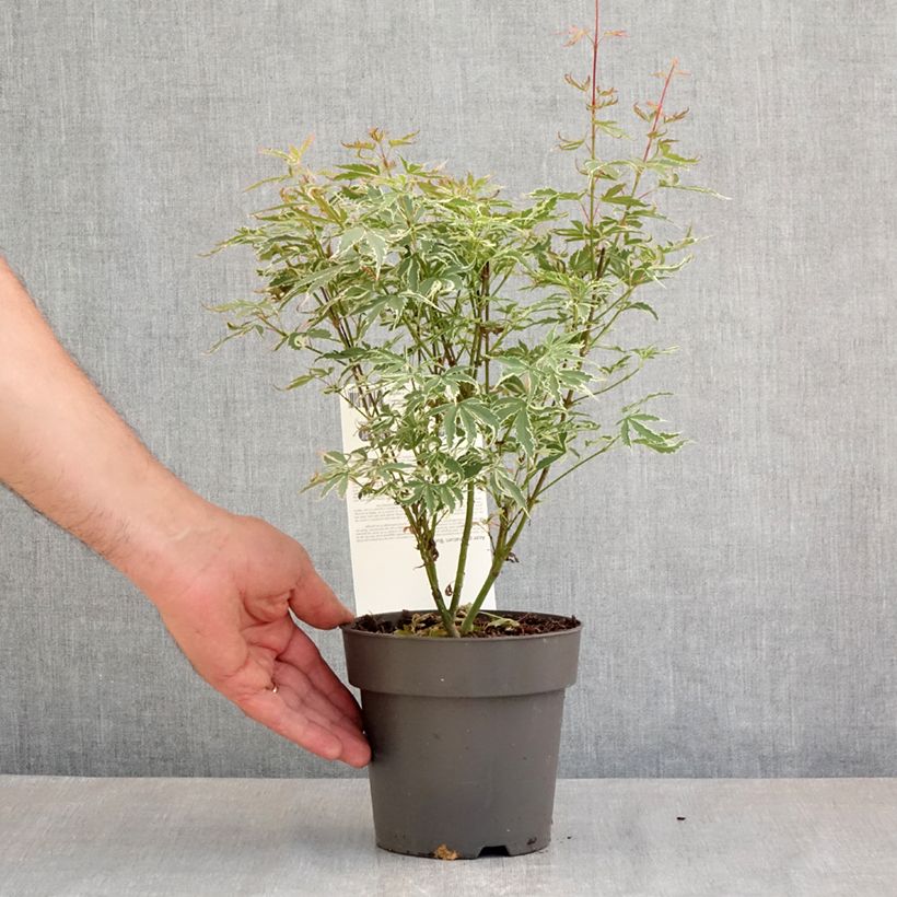 Example of Fächerahorn Butterfly - Acer palmatum Topf mit 1L/1,5L as you get in printemps