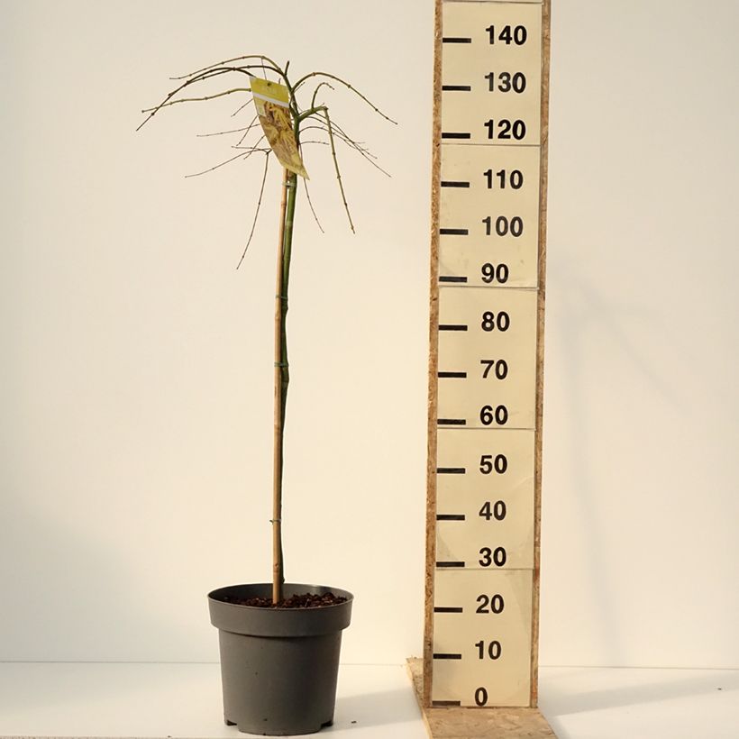 Exemplar von Erable du Japon - Acer palmatum Cascade Citrine Pot de 12L/15L, Demi-Tige wie im Winter geliefert