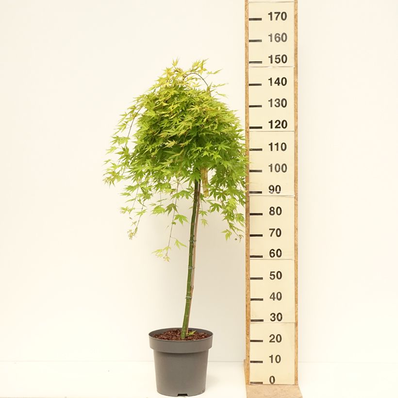 Exemplar von Fächerahorn  Cascade Citrine - Acer palmatum Topf mit 12L/15L, Halbstamm wie im Frühjahr geliefert