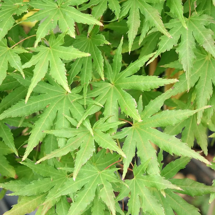 Fächerahorn  Cascade Citrine - Acer palmatum (Laub)