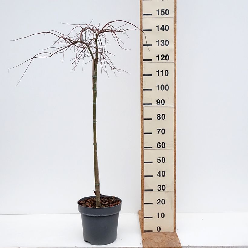 Exemplar von Fächerahorn  Cascade Citrine - Acer palmatum Topf mit 12L/15L, Halbstamm wie im Herbst geliefert