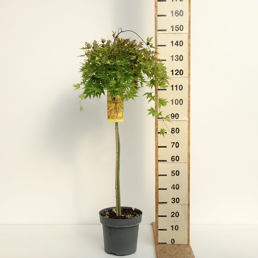 Exemplar von Fächerahorn  Cascade Citrine - Acer palmatum Topf mit 12L/15L, Halbstamm wie im Sommer geliefert