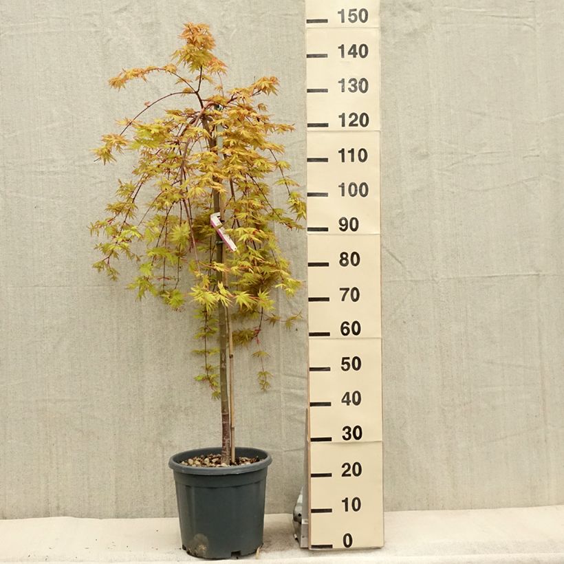 Example of Fächerahorn Cascade Gold - Acer palmatum Topf mit 12L/15L as you get in printemps