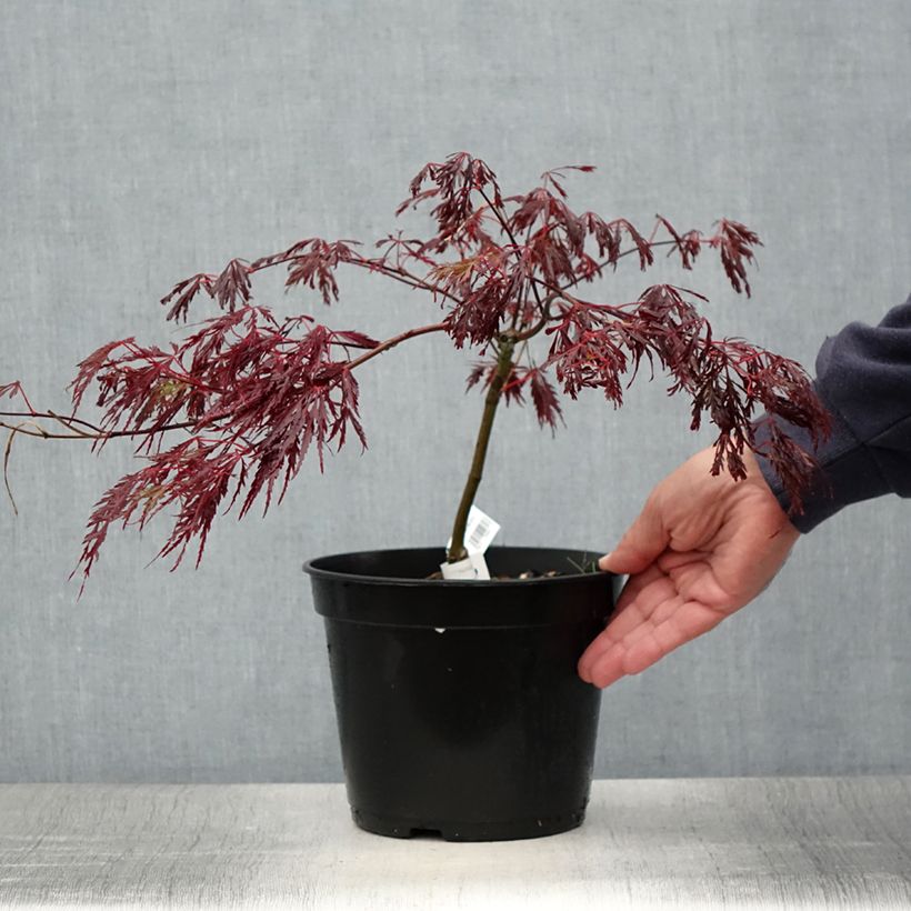 Exemplar von Fächerahorn Crimson Queen - Acer palmatum Topf mit 2L/3L wie im Sommer geliefert