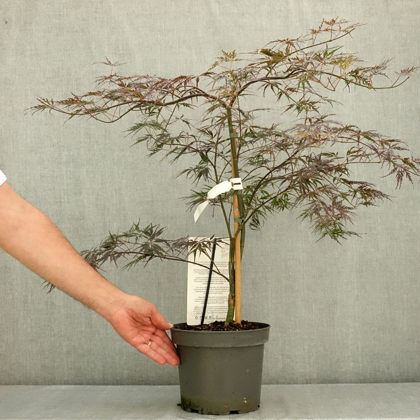 Exemplar von Fächerahorn Firecracker - Acer palmatum Topf mit 4L/5L wie im Sommer geliefert