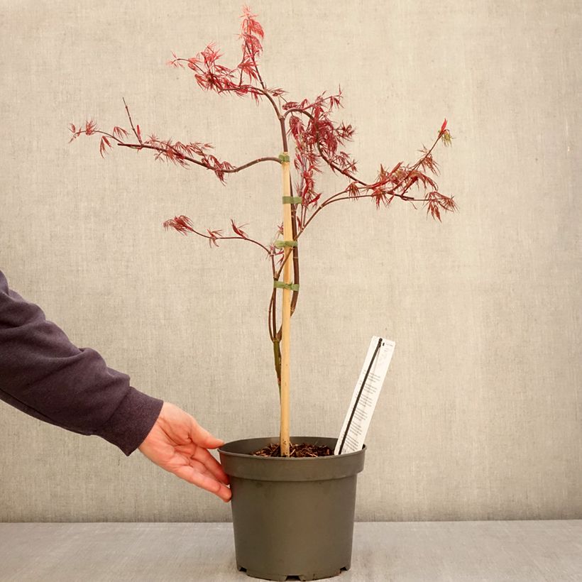 Exemplar von Fächerahorn Firecracker - Acer palmatum Topf mit 4L/5L wie im Frühjahr geliefert